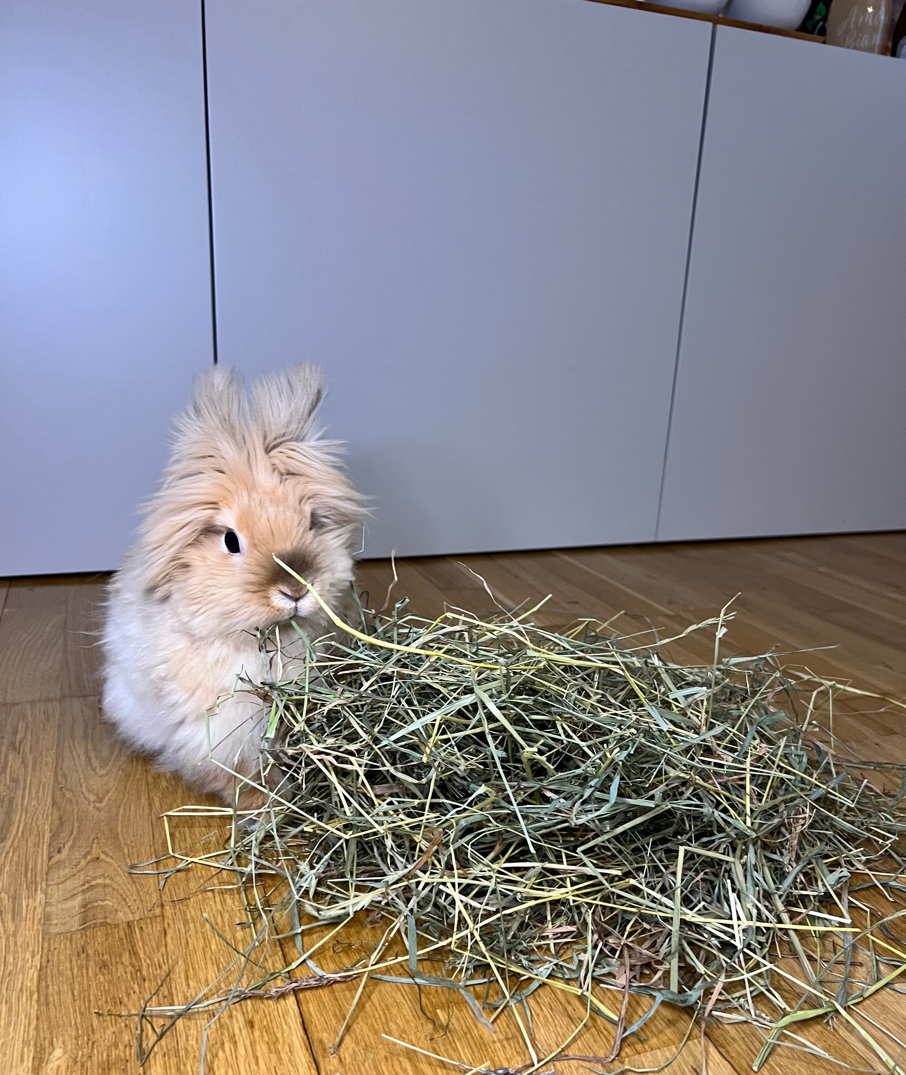 Mel äter en stor hög färskt timotejhö